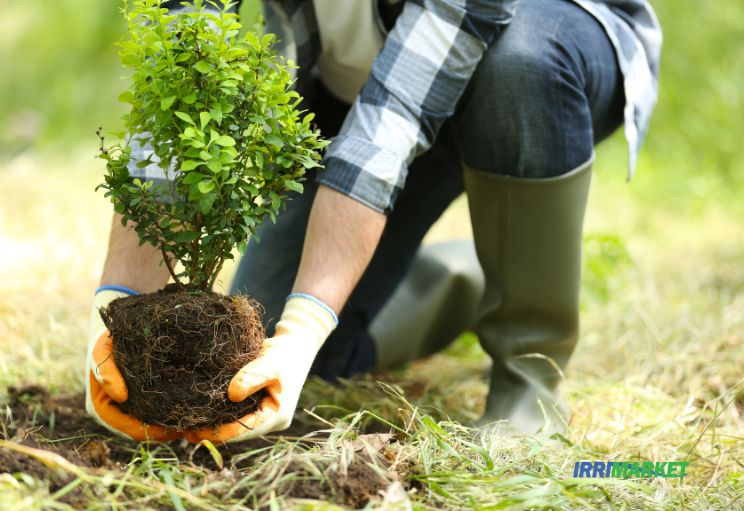 Imegen Plantando un Arbol en Cali